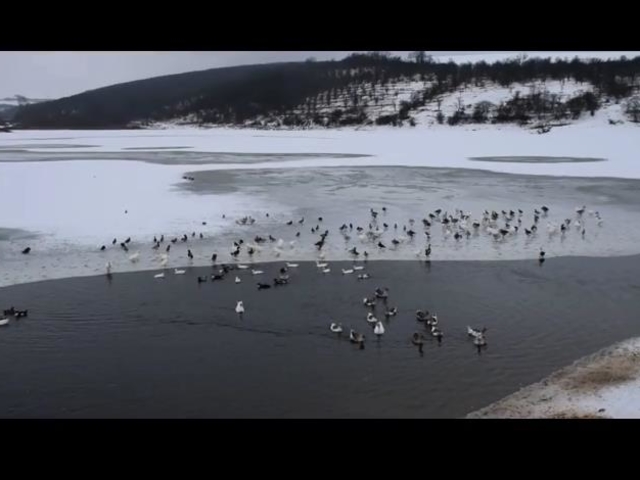 Сняг, лед, дъжд и ... патици