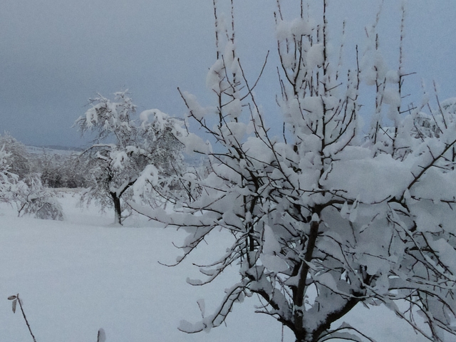 Положението в Търновско