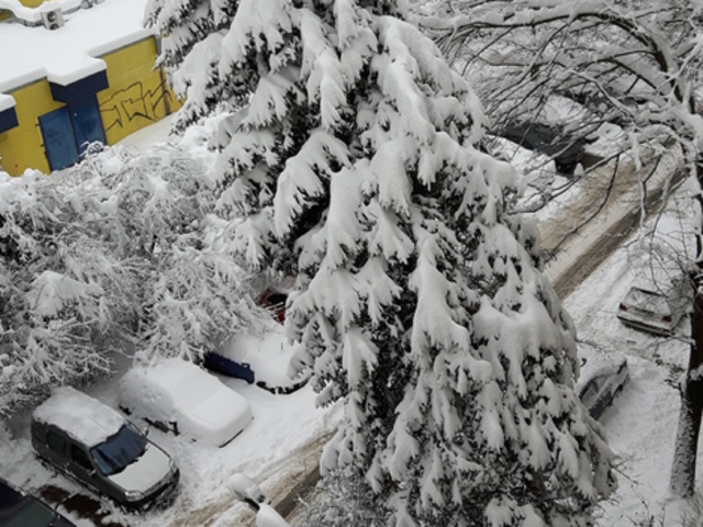 Падна огромен бор