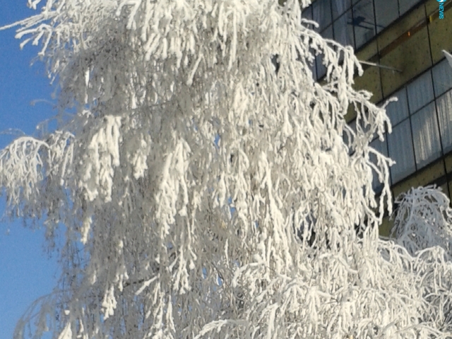 Красотата на студа