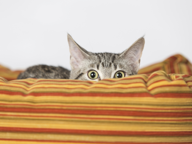 Снимка: Тhinkstock