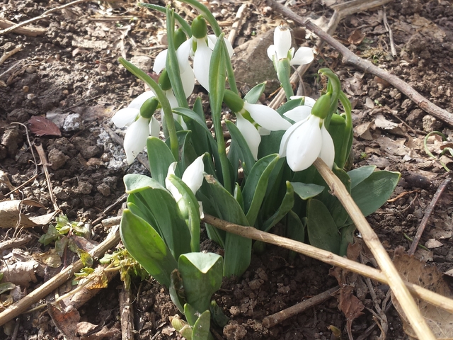 Януарски кокичета