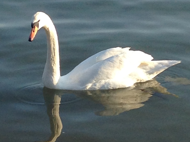 Лебедово езеро