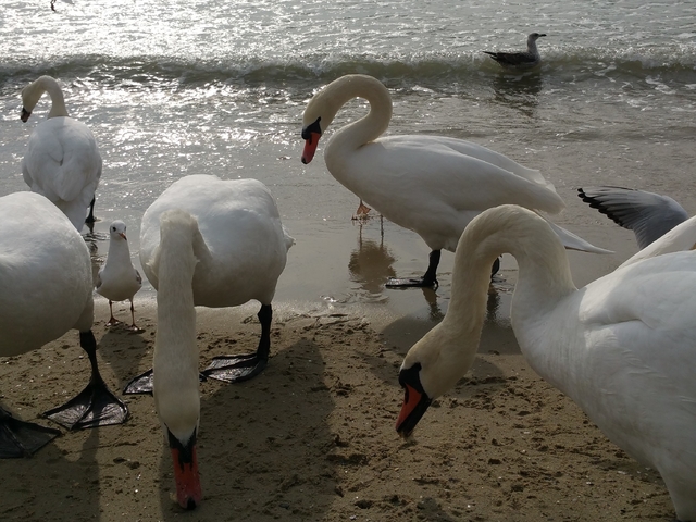 Варненски лебеди
