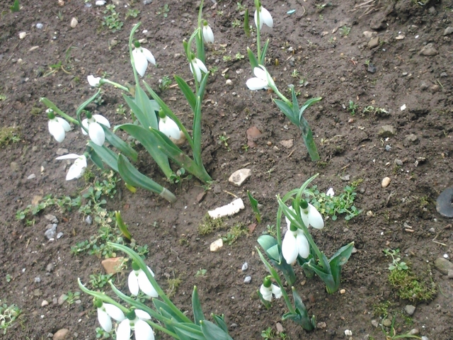 Кокичета в Търговище