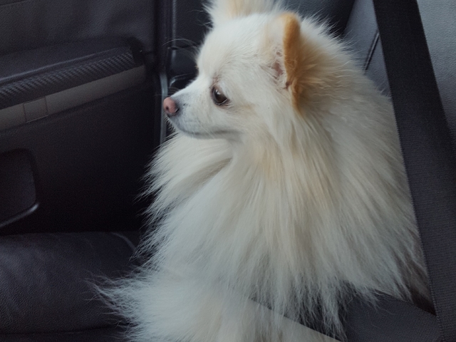 Коланите са задължителни!!!