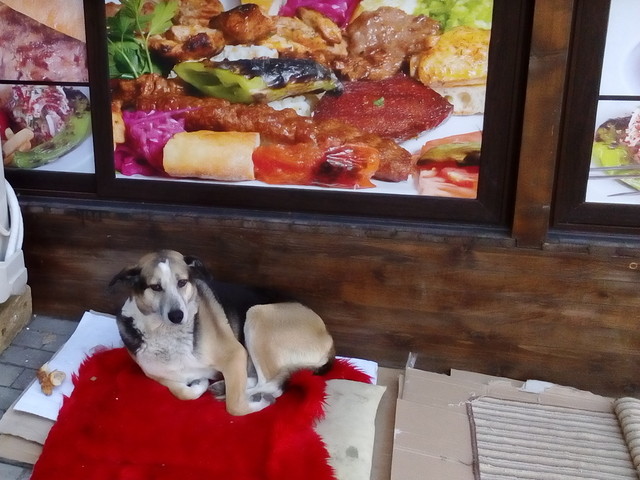 Търся съквартирант :)