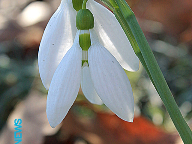 Слънчеви кокичета