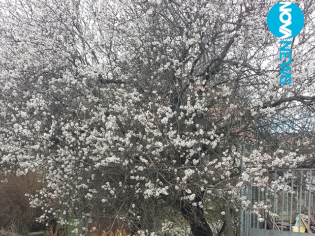 Пролет край Варна, дръвчетата цъфнаха