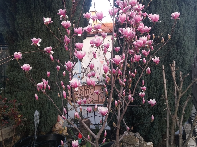 Цъфнала магнолия в Бургас