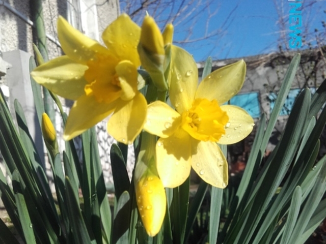 Пролетно утро на 8-ми март