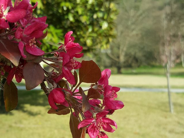 Пролет в Сандански