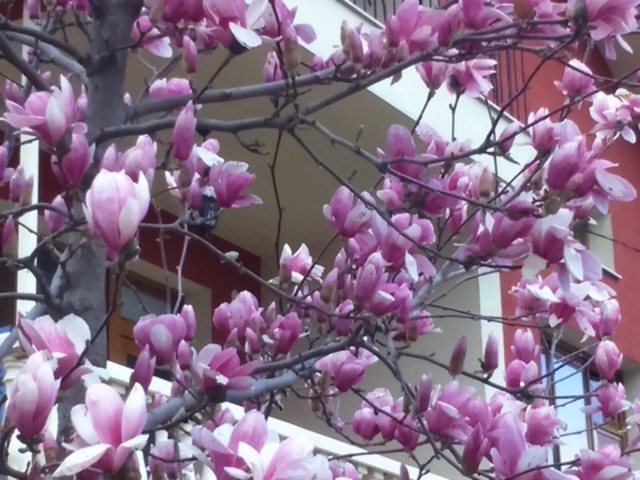 Пролет с цвят на магнолия