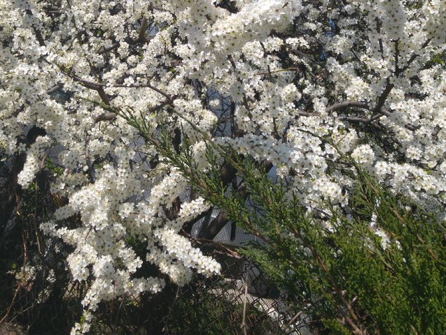 Пролет в Пазарджик