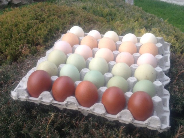 Домашни яйца