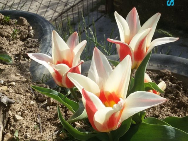 Слънчев първи април