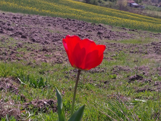 Красота в нищото