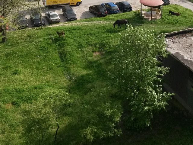 Коне на зелените площи