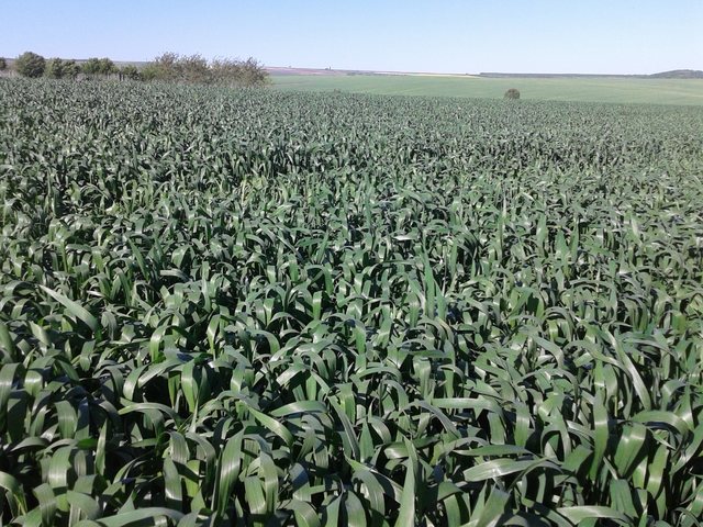 Зелена терапия за очите!