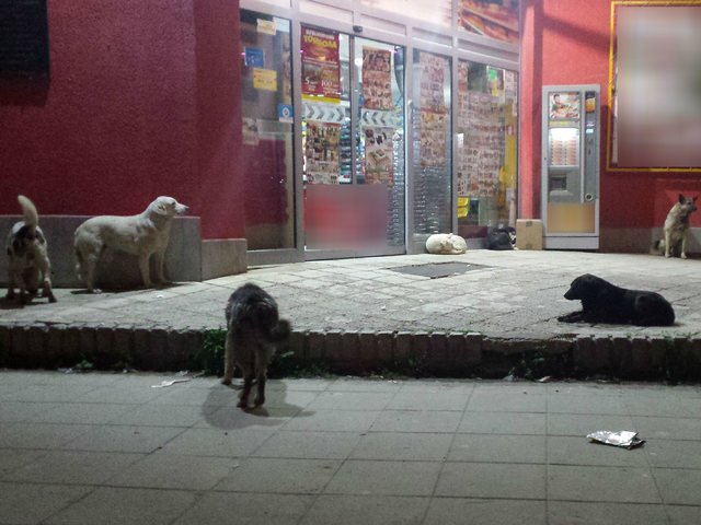 Кучета са на опашка за храна