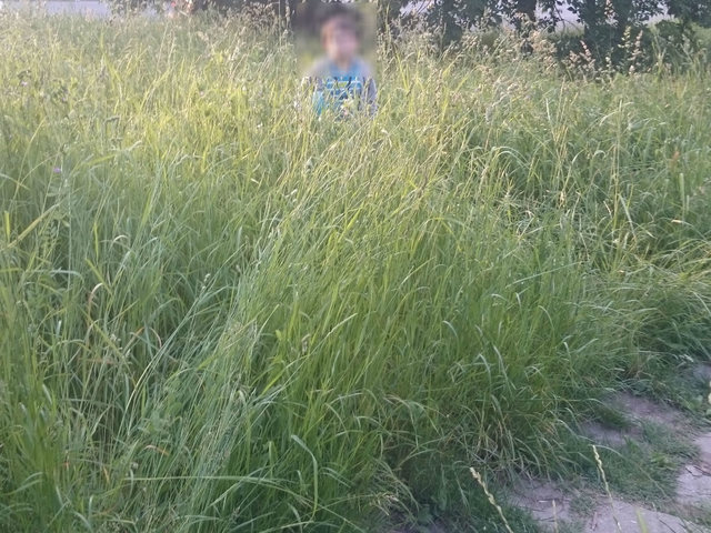 Русе