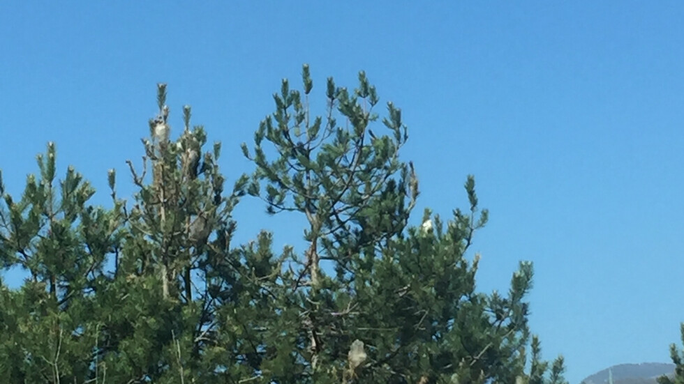 Умират многогодишни дървета.