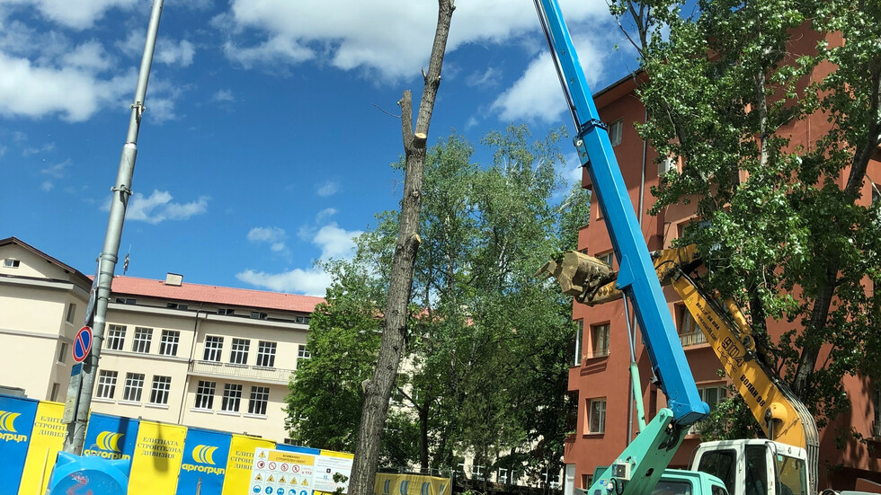 Изсичат дърво на бул. "Васил Левски"