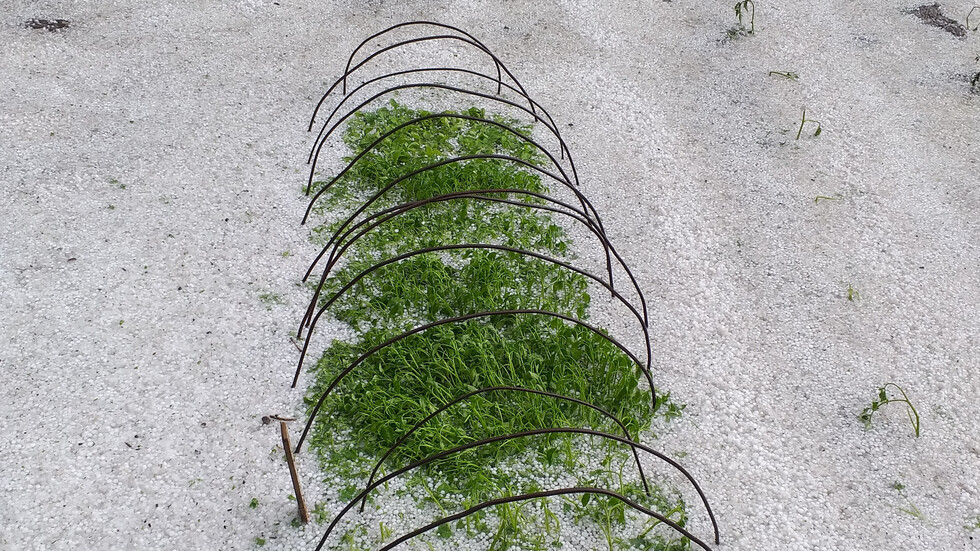 Градушка в село Калояново, Пловдив