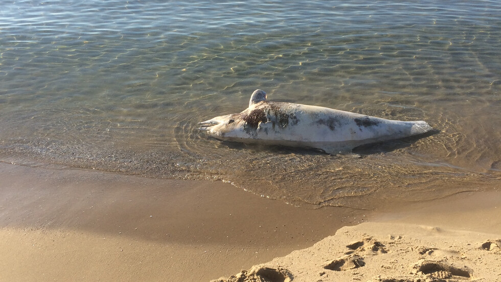 Изхвърлен делфин на плажа в Слънчев Бряг