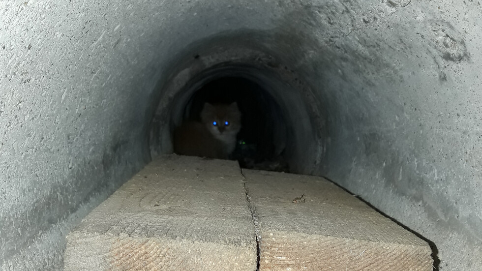 Коте в тунела