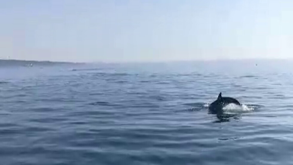 Огромни стада делфини във Варна
