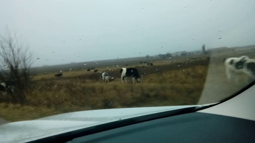 Същото стадо крави на пътя Самоков-София, но в друга утрин!