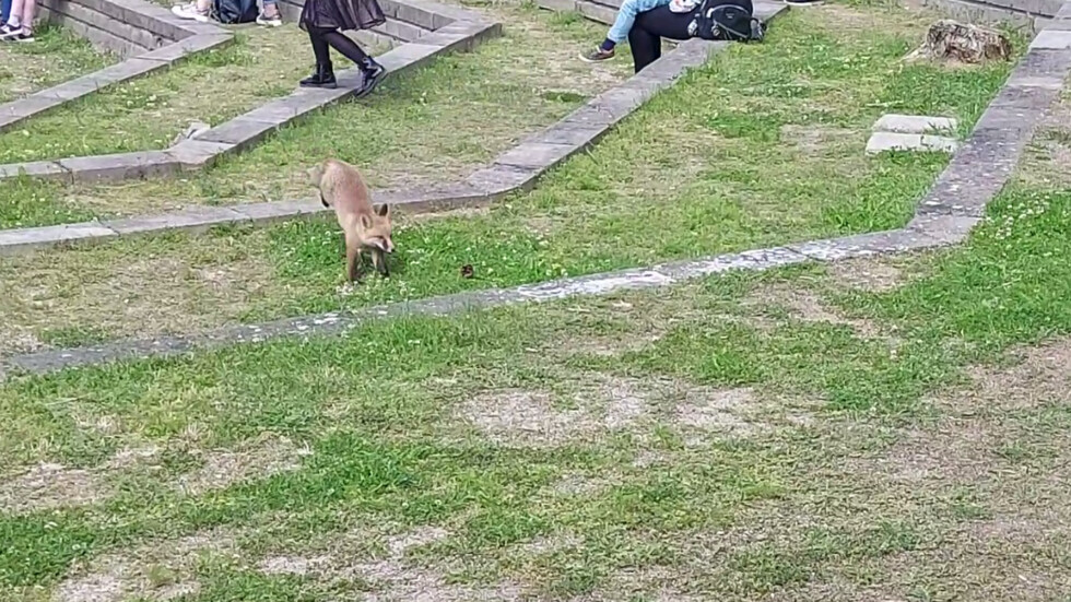 Бягство на лисица Зоопарк София