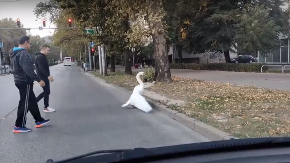 Лебед на пешеходната пътека в Пловдив