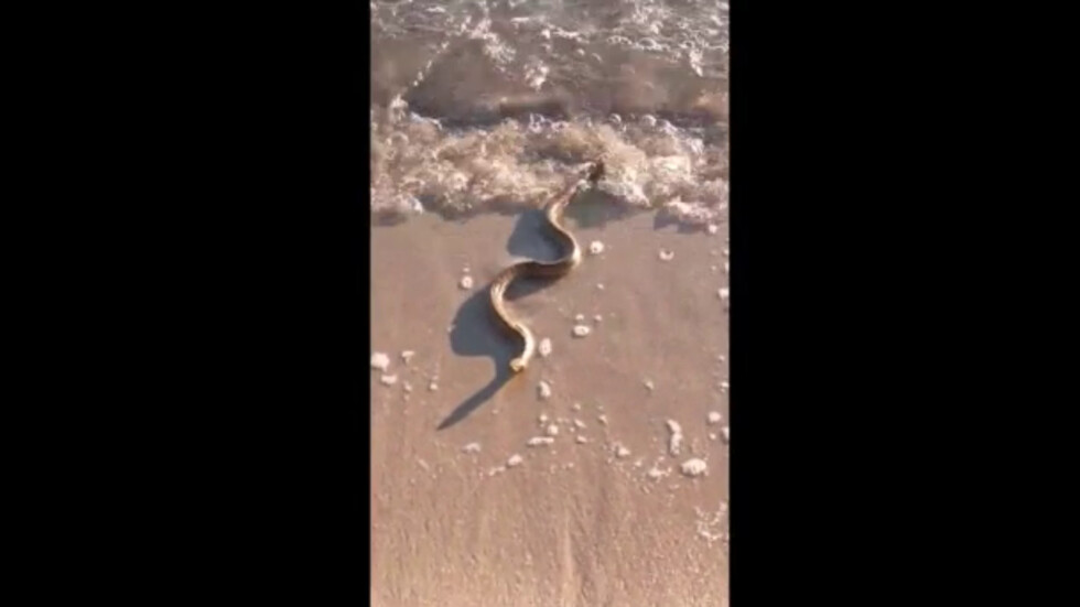 Змии на варненски плаж при -2 градуса