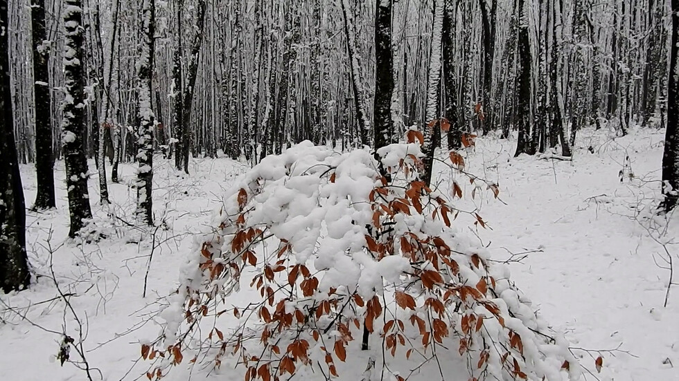 Снежна горска приказка