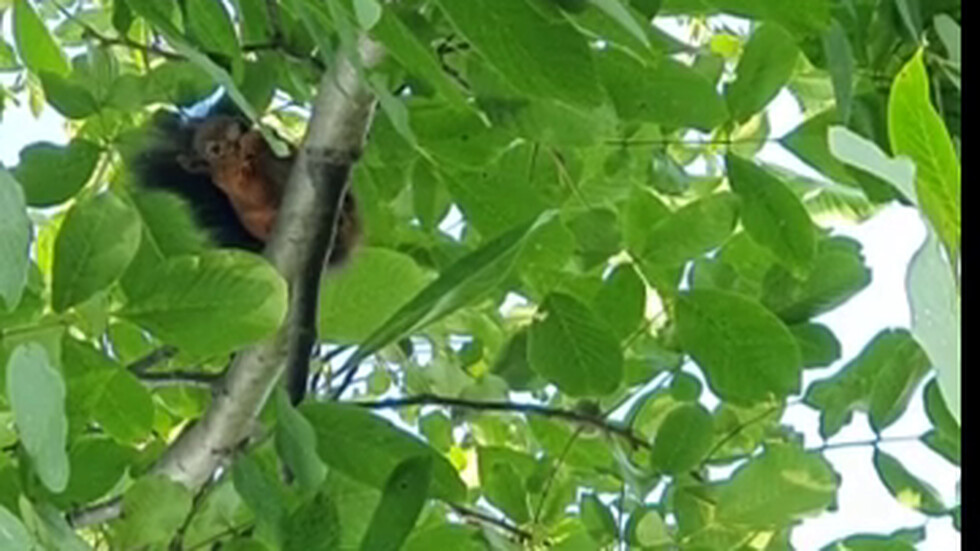 В клоните на ореха...🐿😉