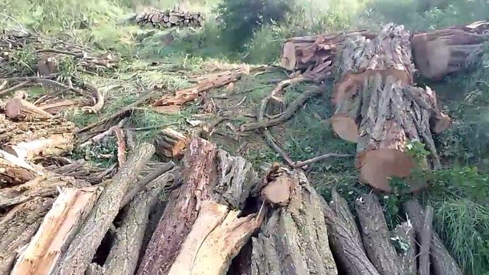 Незаконна сеч в село Съединение, община Братя Даскалови