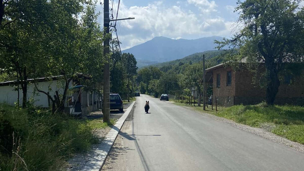 Мече се разхожда в гр. Априлци