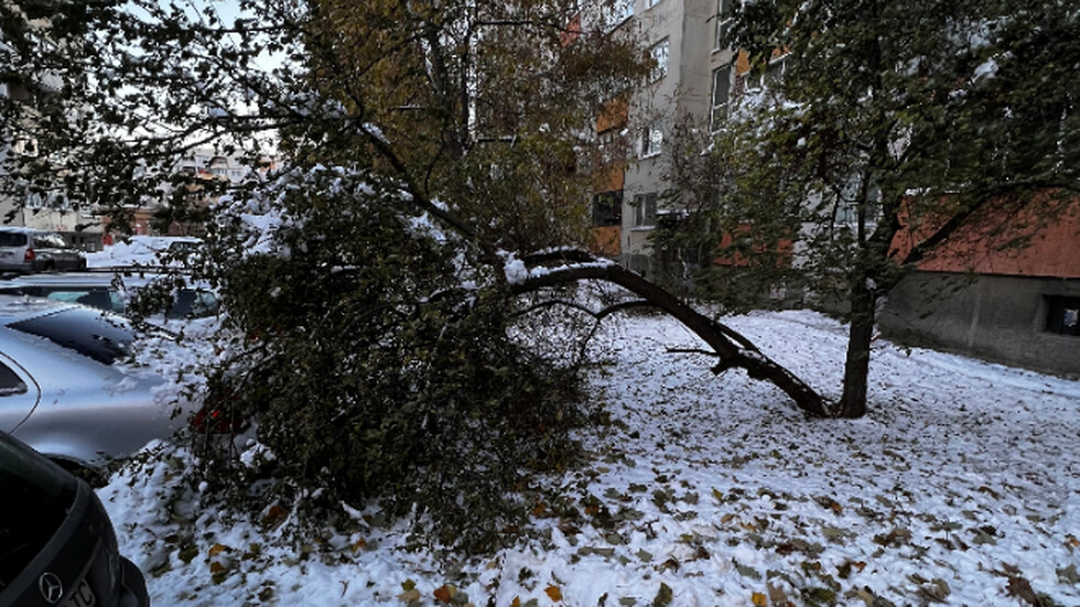 Счупени дървета от снега в "Обеля" 2
