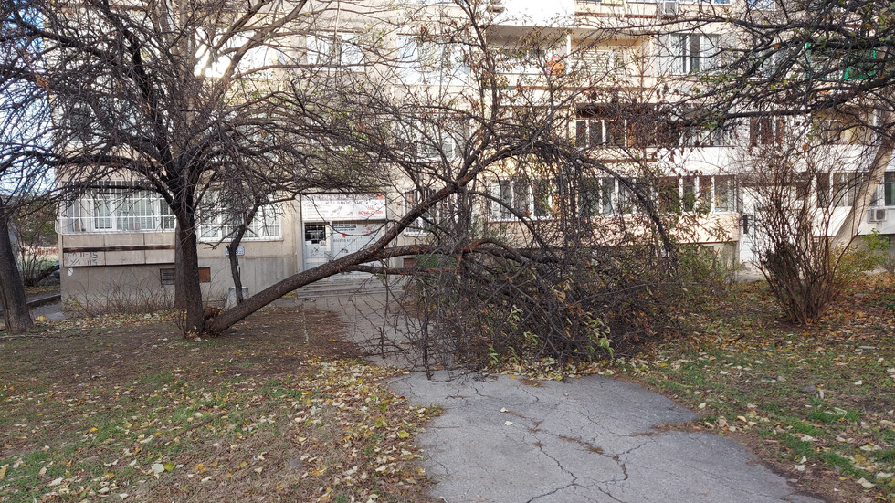 Паднало дърво на пътека в София