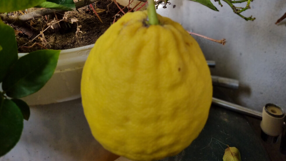 Лимон гигант