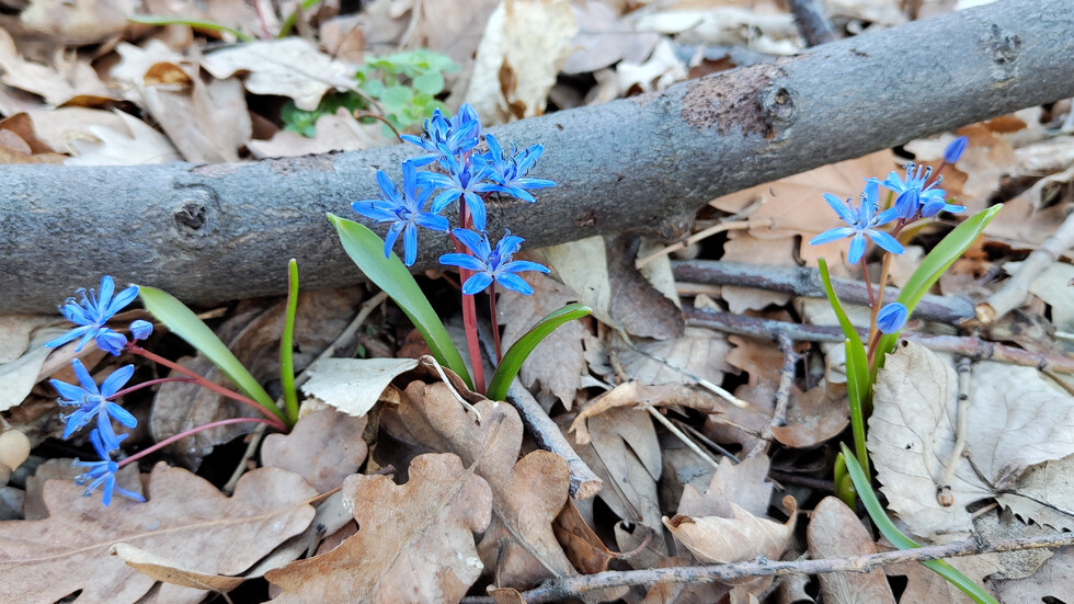 Синеока пролет