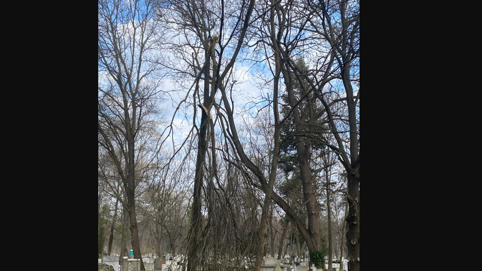 Опасни дървета в Централните софийски гробища