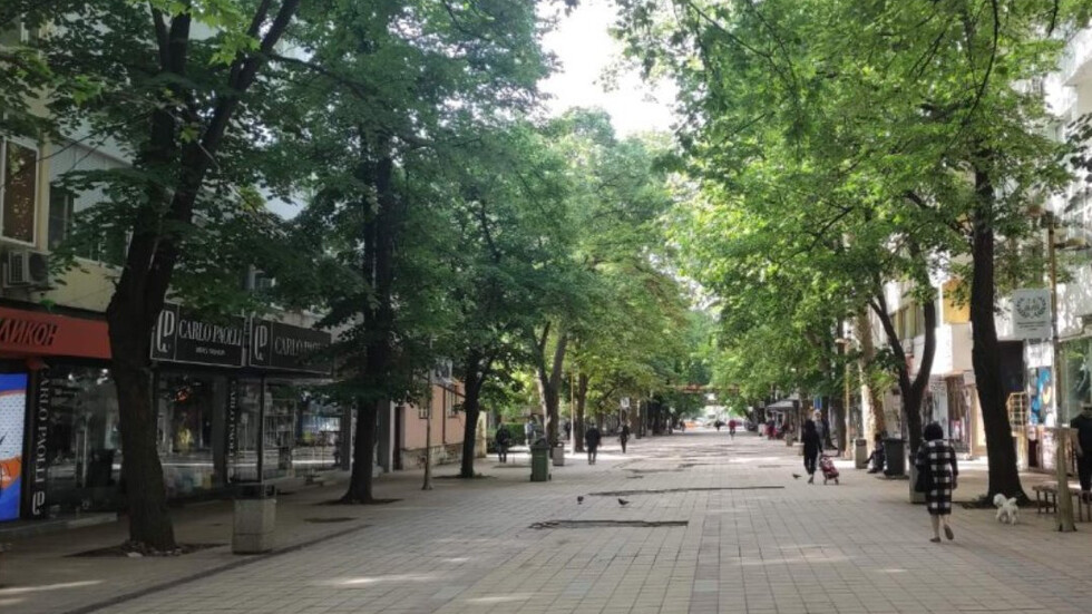 Поголовна сеч на десетки здрави дървета в Добрич
