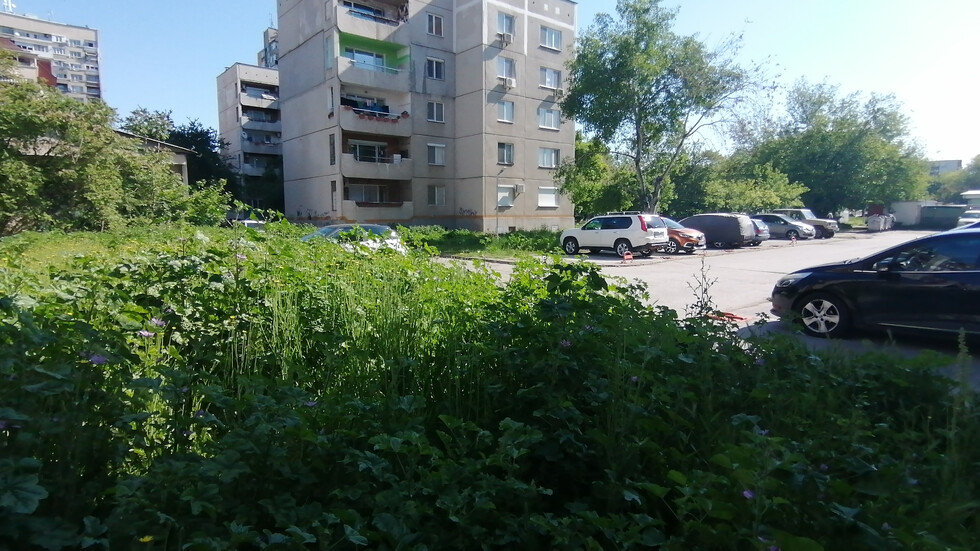 Тревата в Пловдив
