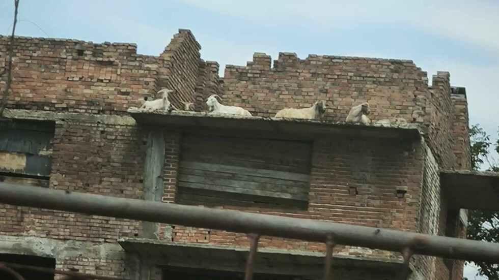 Законите не важат в селото