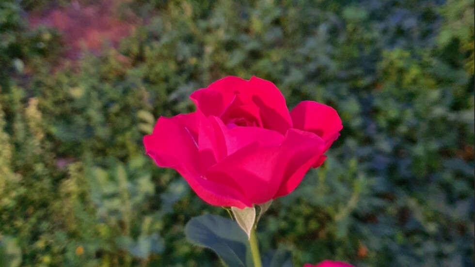 Нощна роза🌹🌙