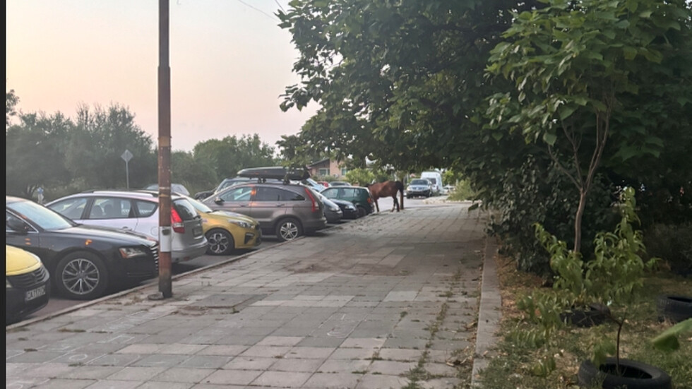Този див, див Запад