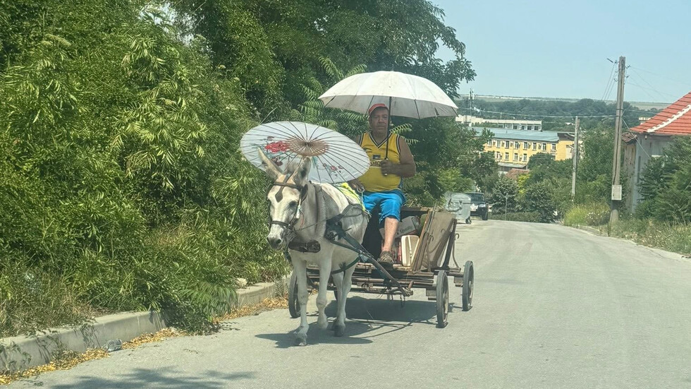 Любовта към животните